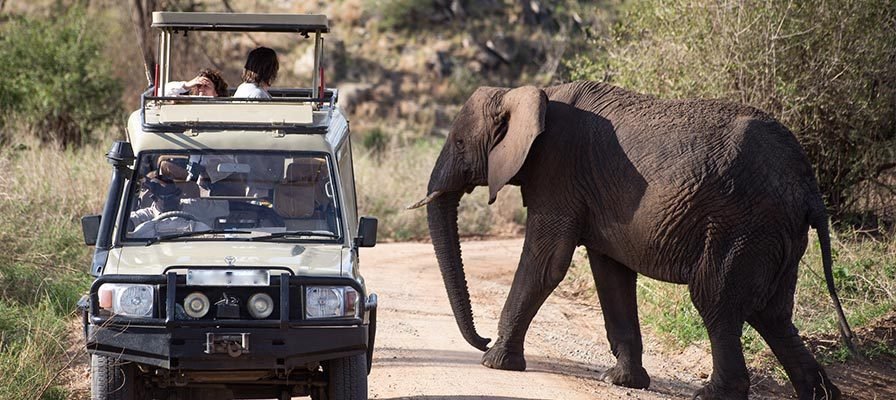 Big Five Safari