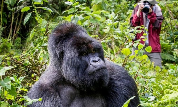 gorilla trekking