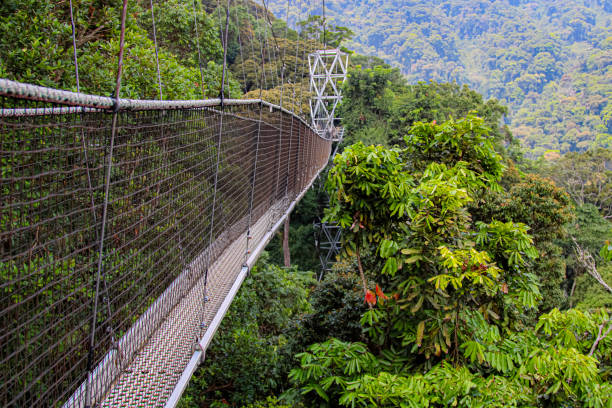 Canopy Walkway