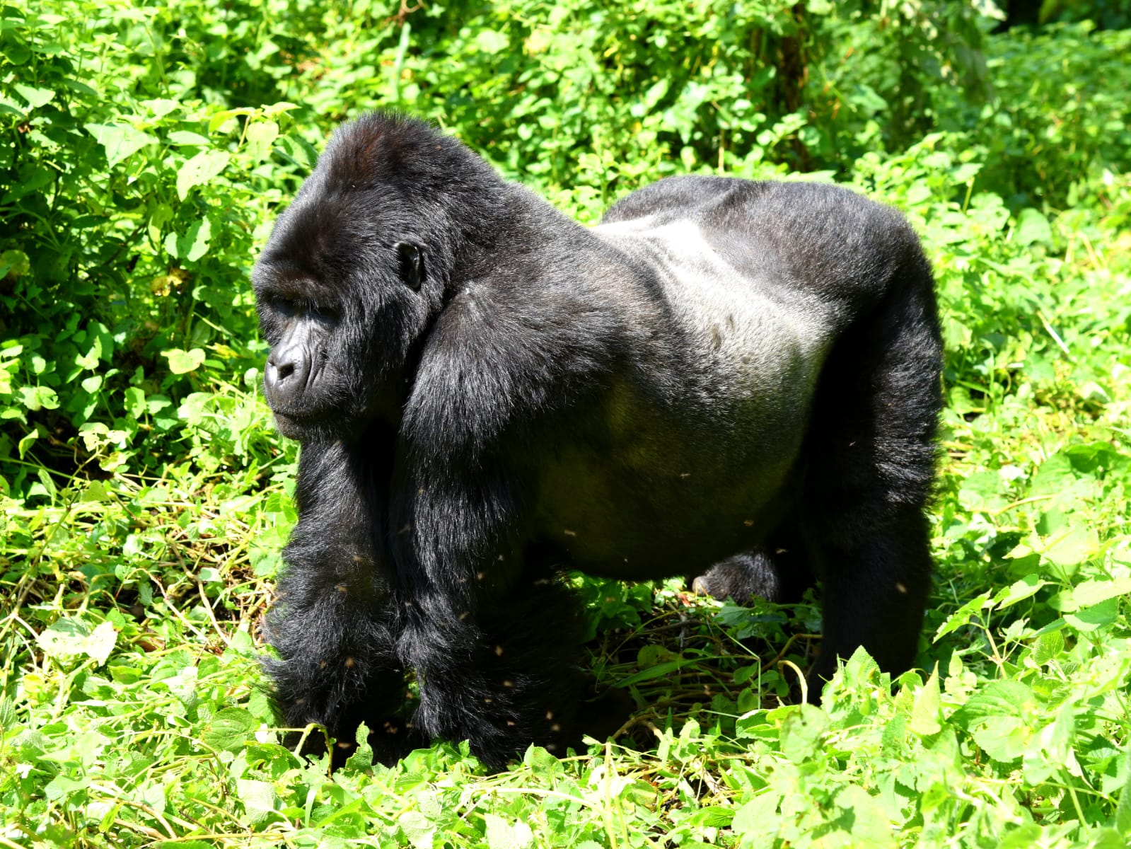 Gorilla Trekking Uganda
