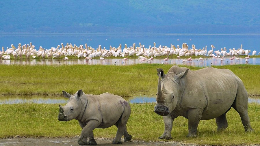 Big Five Safari