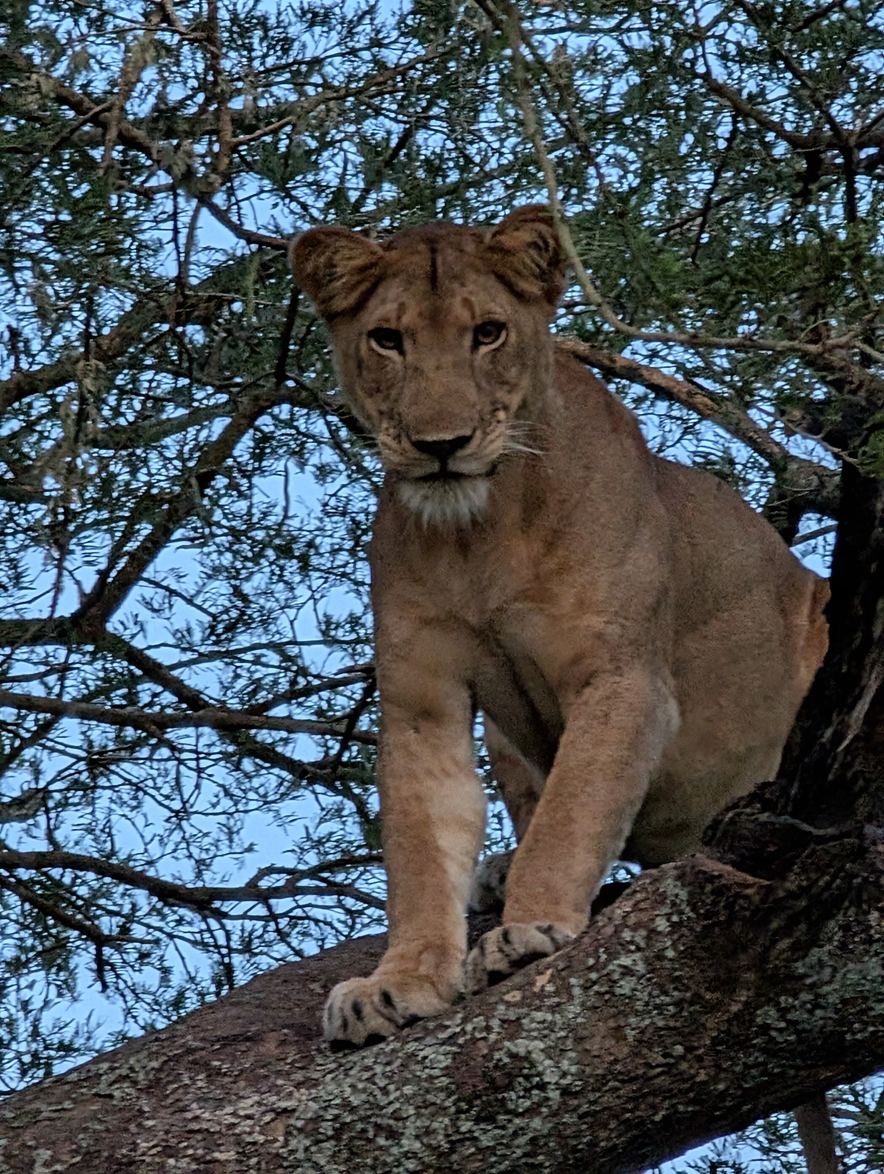Big Five Safari