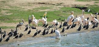 birding Watching-uganda