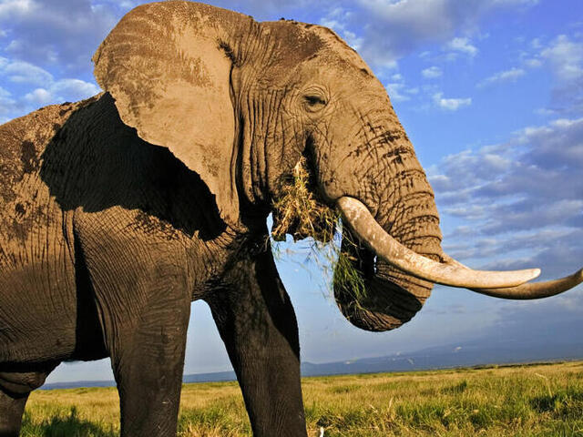 Big Five Safari