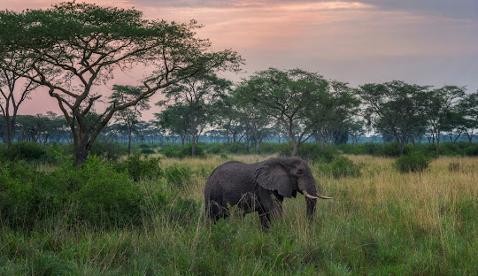  34 Incredible Facts About Uganda — The Pearl of Africa