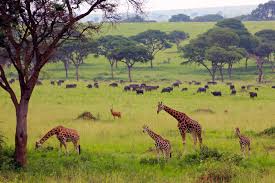 Murchison Falls National Park