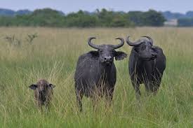 Buffaloes