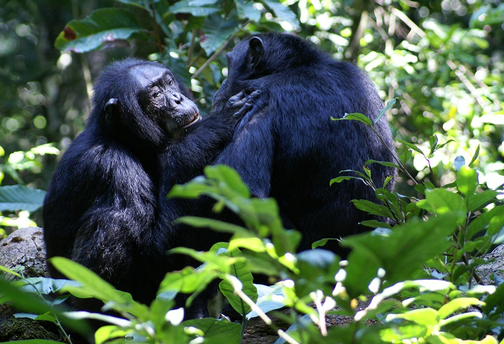 Chimpanzee Trekking in Kyambura Gorge