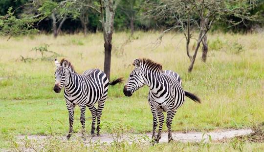 Lake Mburo National  Park