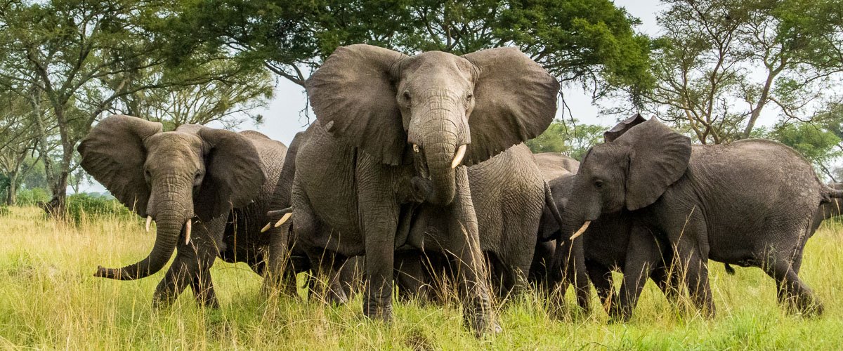 Elephants