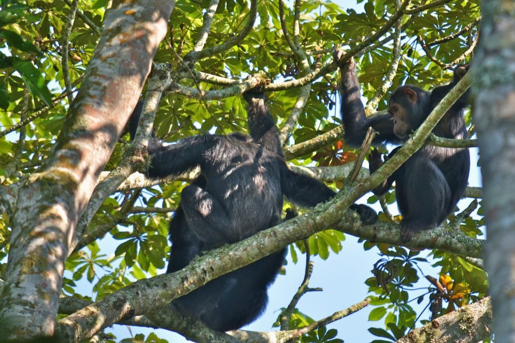 Chimpanzee Trekking in Kyambura Gorge