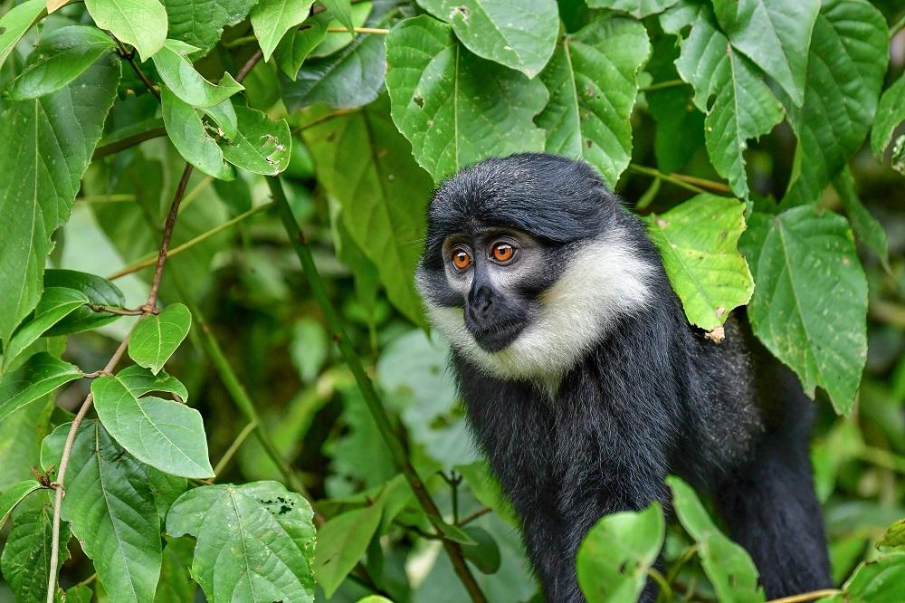 Nyungwe Forest National Park