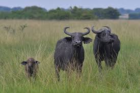 Queen Elizabeth National Park