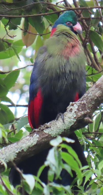 Nyungwe Forest National Park