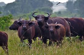 Queen Elizabeth National Park