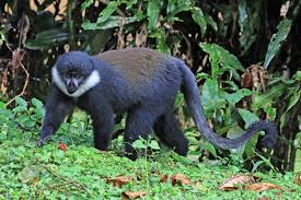 Nyungwe Forest National Park