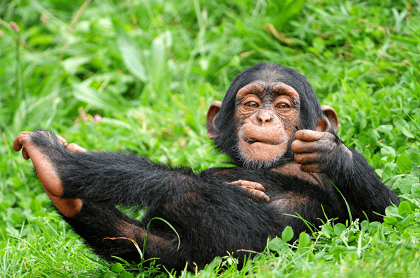 Chimpanze