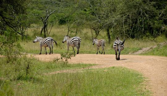 Lake Mburo National Park