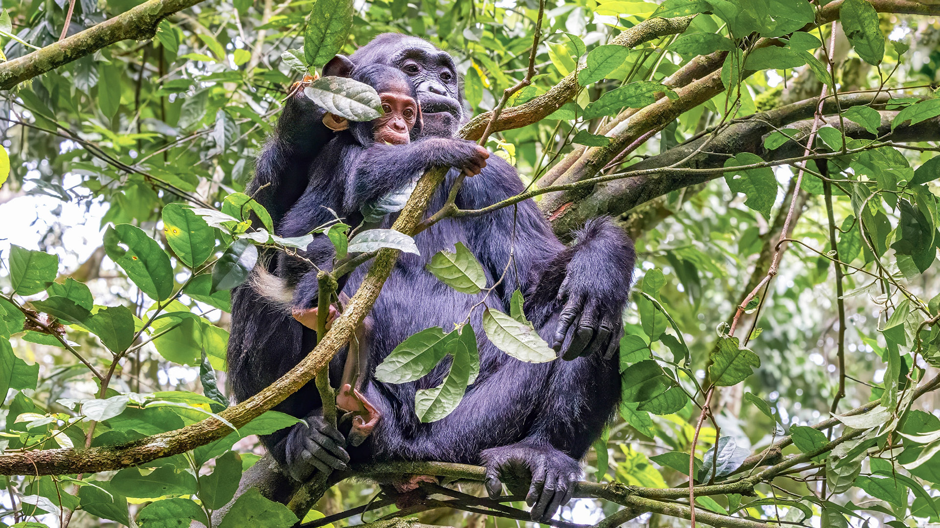 Chimpanzee in Kibale National park