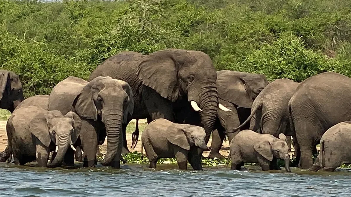 Queen Elizabeth National Park