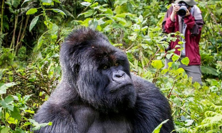 Mgahinga Gorilla National Park