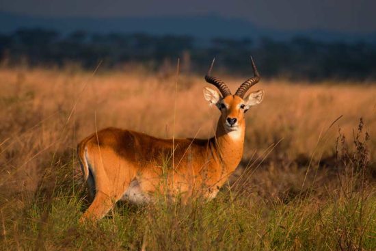 Queen Elizabeth National Park