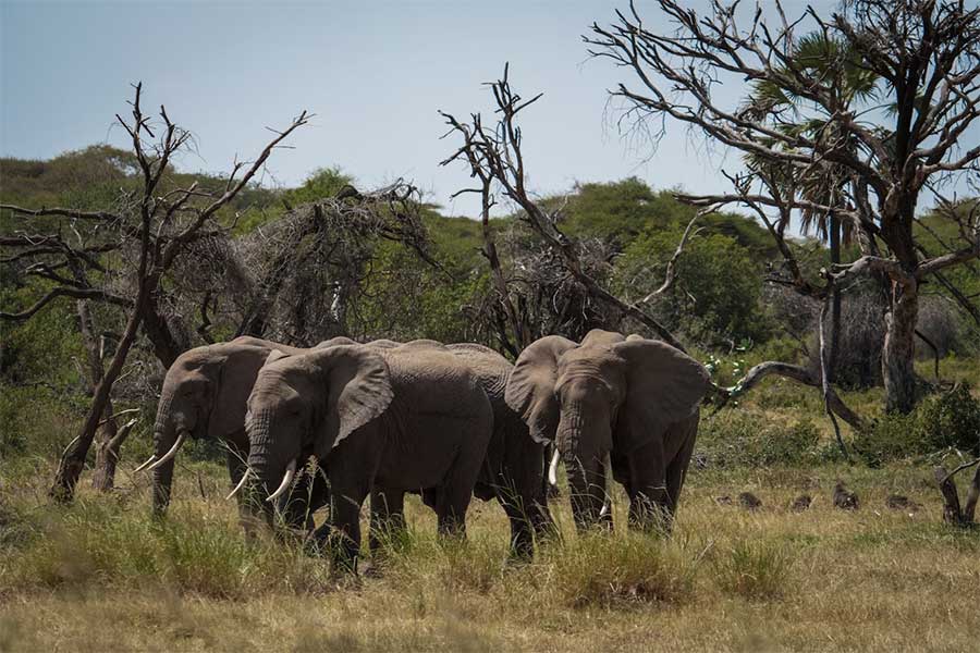 Queen Elizabeth National Park