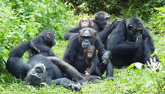 Chimpanzee in Kibale National park