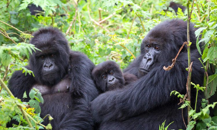 ●	Mountain gorilla in Bwindi, one of the best places to visit in Uganda