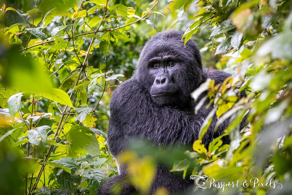 Best places to visit in Uganda