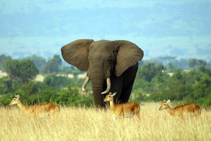 6-Day Gorilla Trekking & Game Drive Safari
