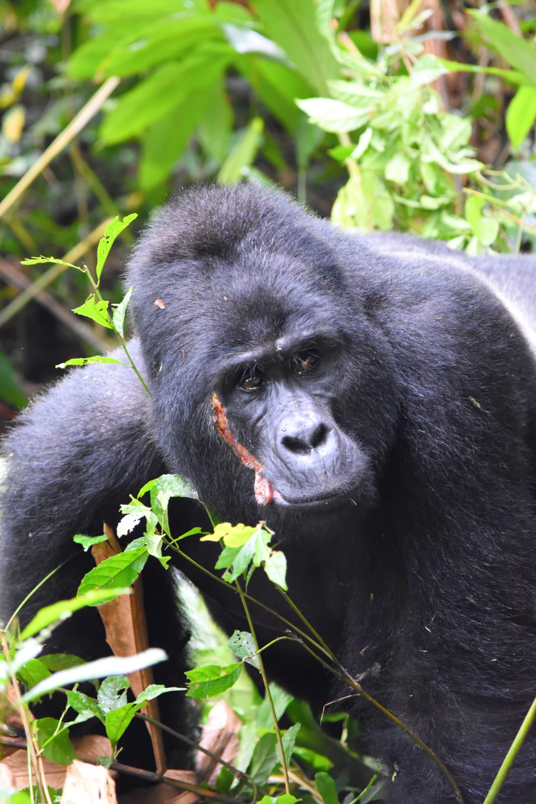 10 Days Mid-Range Goriila and Chimpanzee Adventure — Uganda safari package in Murchison Np, Kibale Forest National Park, Queen Elizabeth, Bwindi Impenetrable Np,Lake Mburo, lake Bunyonyi