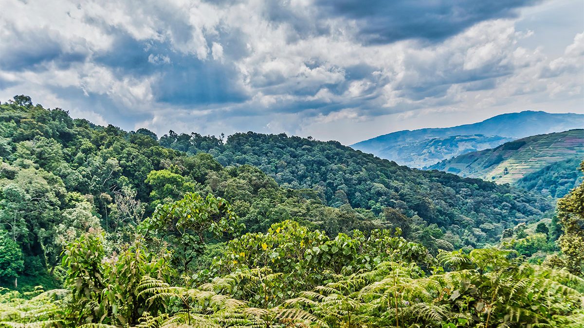 3-Day Bwindi Gorilla Trekking Safari with Lake Bunyonyi Retreat — Uganda safari package in Uganda(Bwind Impenatrable Forest National Park, Lake Bunyonyi)