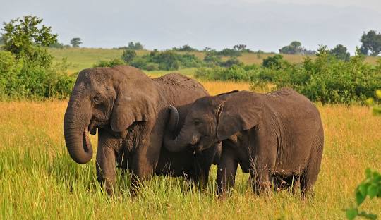 10-Day Mid-Range Uganda  Safari — Uganda safari package in Entebbe, murchison, Queen Elizabeth Np, Bwind impenetrable,lake Bunyonyi, Lake Mburo
