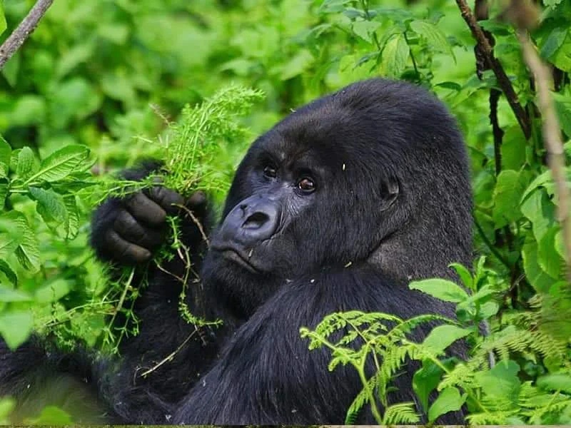 15-Day "Primate & Pearl" Mid-Range Discovery — Uganda safari package in Ziwa, Queen Elizabeth National park, Murchison Fall Np, Bwindi impenetrable, lake Bunyonyi,Kibale Forest NP, lake Mburo