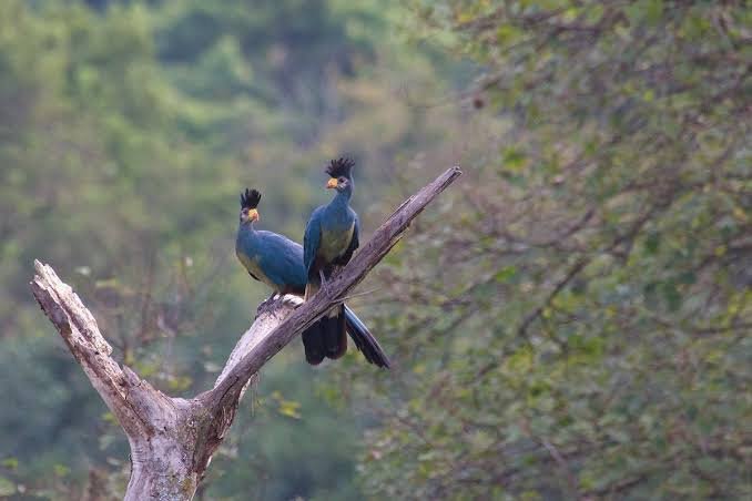 Bird watching in Kibale National Park