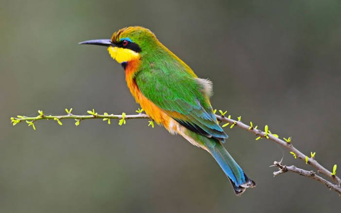 Bird Watching Uganda Safari