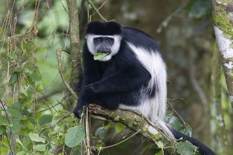 Black and White Colobus Monkeys in Kibale