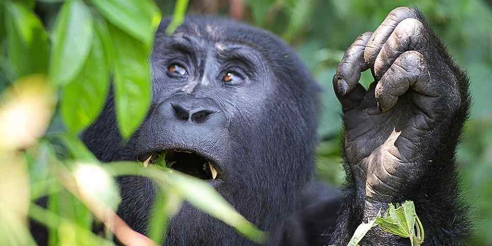 Gorilla Trekking Age Limit in Uganda