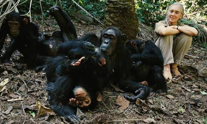 Chimpanzee Habituation Experience in Kibale National Park