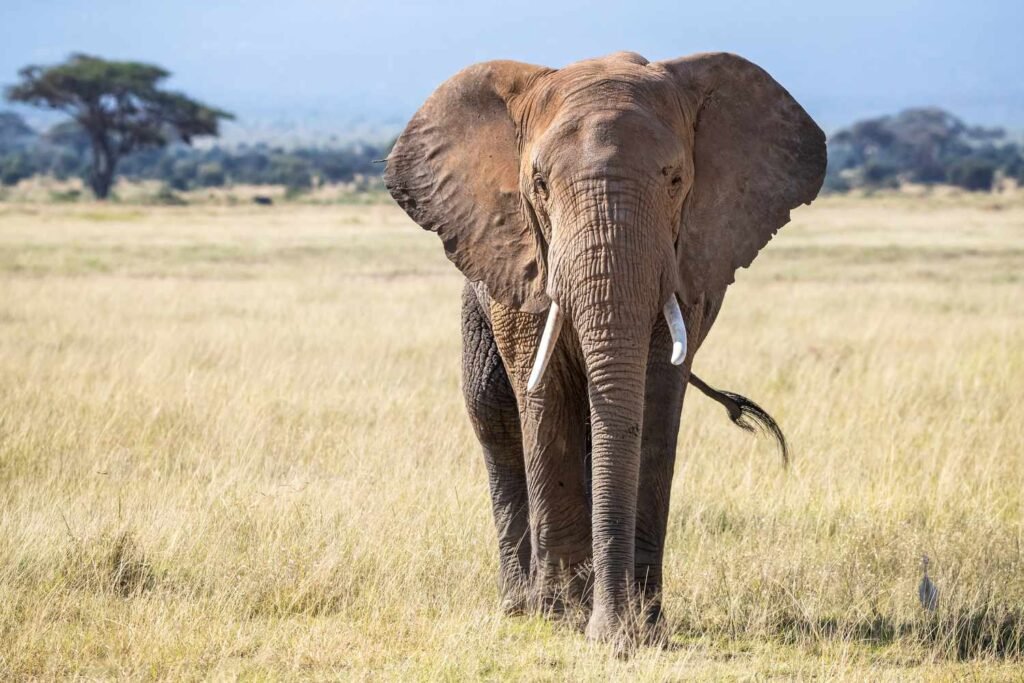 3 Days Akagera Big Five Safari