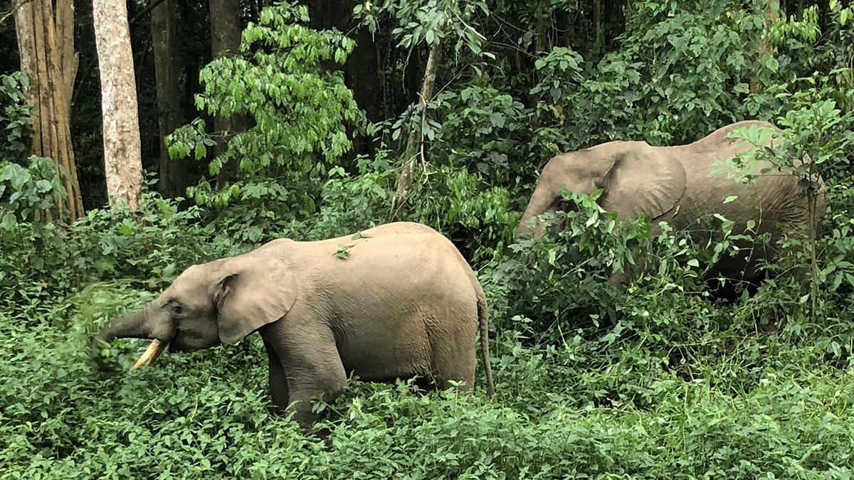 Forest Elephants in Kibale National Park