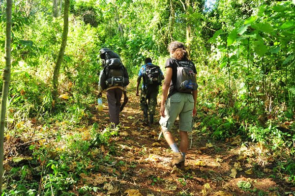 Forest walks in Kibale National Park