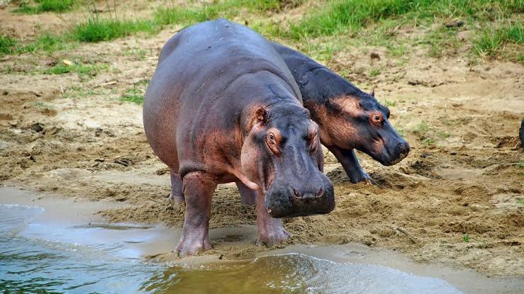 Hippos in Lake Mburo