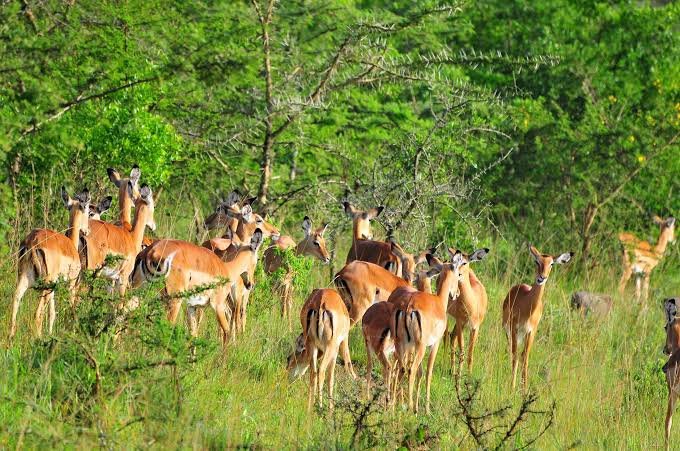 Impalas and Antelopes in Lake Mburo National Park
