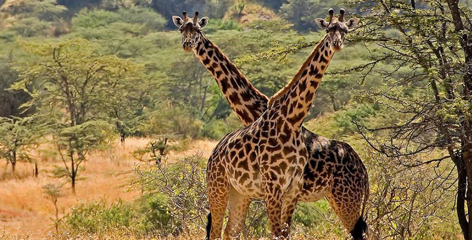 Safari Experience in Kidepo Valley National Park Uganda