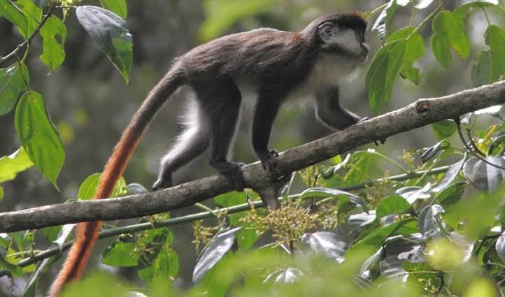 Red tailed monkeys in Kibale National Park