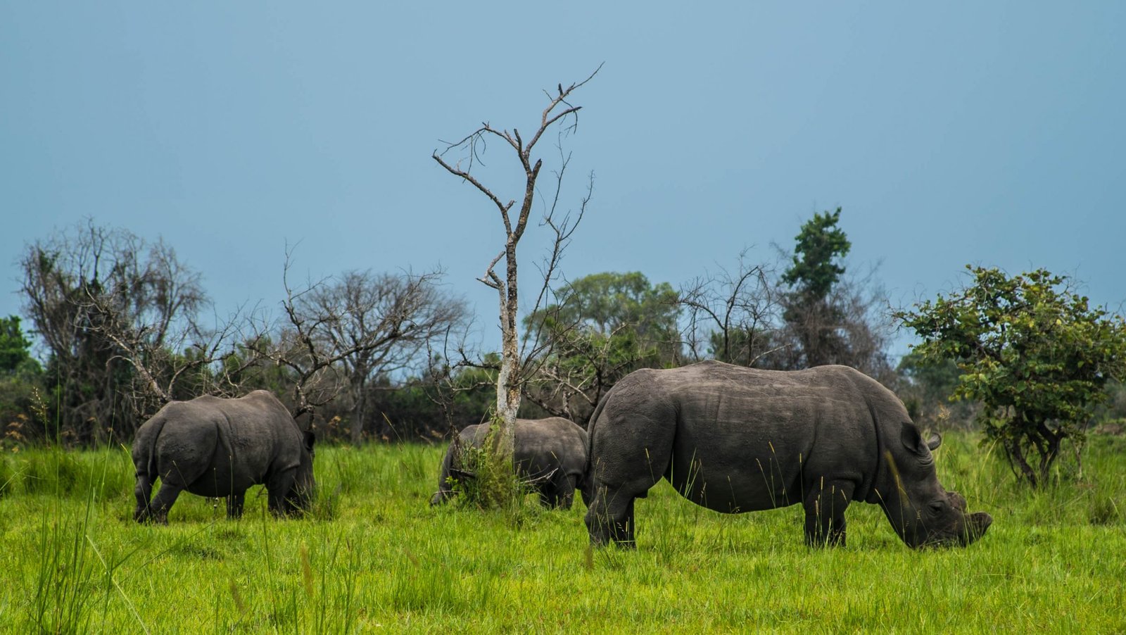 Rhino Tracking Experience in Uganda