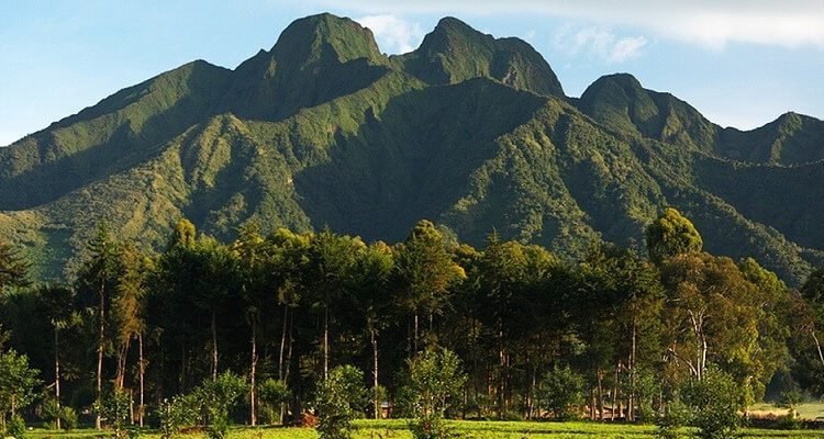 Uganda and Rwanda Gorilla Tours