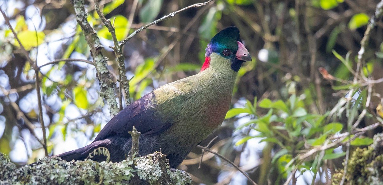 Bird Watching in Uganda